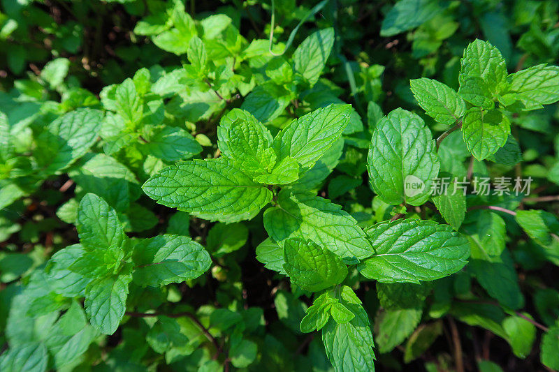 入侵苹果薄荷(Mentha suaveolens)的芽和叶生长在草本菜园/菜园，抬高的观点